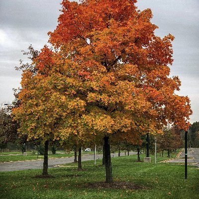 CTMapleMutiny's profile picture. Conservative millennial, living in the great socialist state of Connecticut