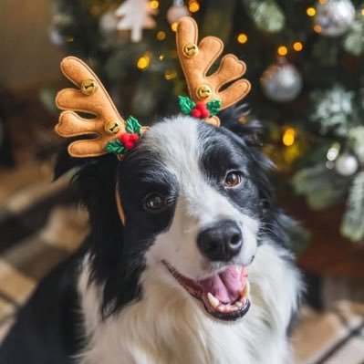 H2RScotland's profile picture. Helping pets to find new homes every day. 🐶 🐱 📧 for help info@help2rehome.com