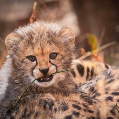 Orthopo76's profile picture. 