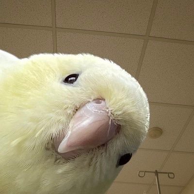 supsudes's profile picture. 