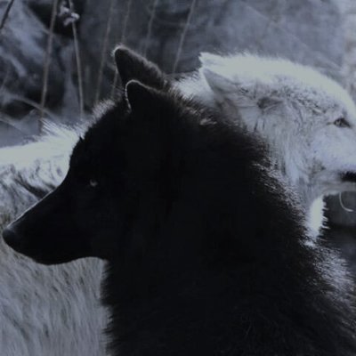 doodjester's profile picture. Brain-farting on x like a real Neanderthal