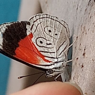 MelgarGrisel's profile picture. Amorosa