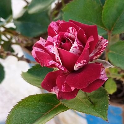 Ayselnahhas's profile picture. رَبِّ بِمَا أَنْعَمْتَ عَلَيَّ فَلَنْ أَكُونَ ظَهِيرًا لِّلْمُجْرِمِينَ