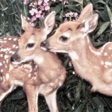 kennedykals's profile picture. -52.6kg holy hell | i love my bf :3 | cats, f1, n metal/rock music. anglaise et française- pro recov