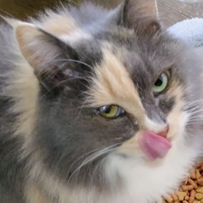 miituba87's profile picture. 気ままに呟きま～す🙋

プロフィール写真

❇️思い出の山の錦や宝山

動物の置き去りは❌
❇️晩秋や野良姉妹ちやん保護される