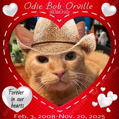 OdieOrville's profile picture. Spunky ginger kitty! 🐱 The Donut King 🍩👑
#ZSHQ  #Hedgewatch #donutpack #OdiesDonutArmy 
🚫 POLITICS- PORN- DONATION REQUESTS- CRYPTO/NFTs- BOTS. 🚫 LISTS