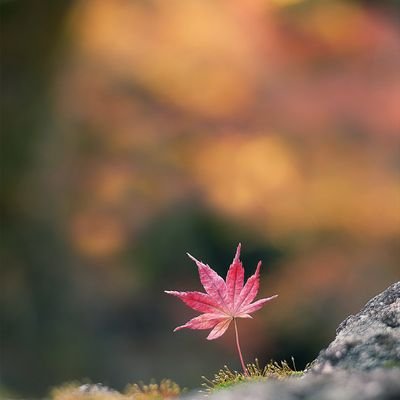 cindy_arief's profile picture. Lover of Life. Accountant. Novelist. Art Lover. 

https://t.co/oAl2aWPwm2