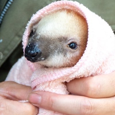 merilns's profile picture. silly times call for silly measures 🇵🇸