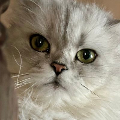 SehrozKhan's profile picture. 🐣 Building @tradetourney