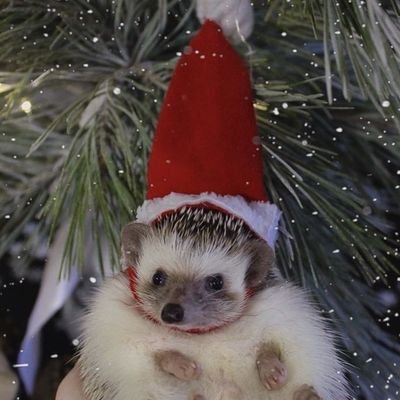 _chiwi_b4r366's profile picture. ||🇨🇱||🦋+🇷🇺=🏡💕| 💀x🧼💕| ⚔️x⚜️💕||Subo dibujitos a veces|| Cuenta fandom|| 🍋🐧🦔❤️‍🩹|| Comisiones cerradas 💕