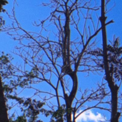 SofiSofia45br's profile picture. 