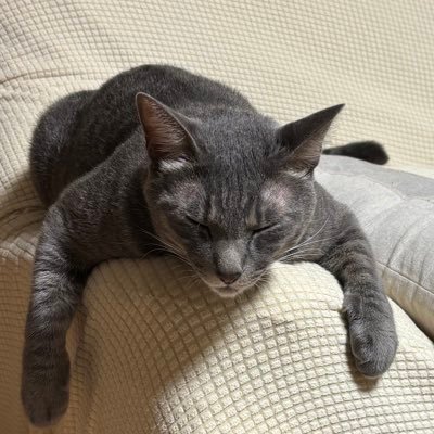 C_No1rX's profile picture. ゲームのことやit関係ことを呟きます。 将棋AI開発中