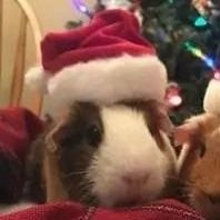 rosesinwinter06's profile picture. 777