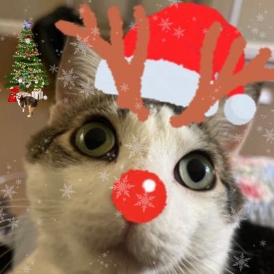 chance1084059's profile picture. I Came from a Farm in Tennessee. 🐷🐐🐐🐰🐓🐖 Used to be 4. Now Don’t Know how old i am. ☮️🕊️🦋🦋💕 adopted 8/8/25 🤍  🇨🇦🏳️‍🌈🇵🇸 mom she/her