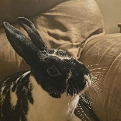 HamfordLuc25059's profile picture. 