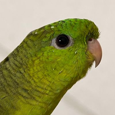 DanielTheNonsen's profile picture. Greet me as Daniel or Nonsense. Vietnamese guy, I make clay, mostly EXE characters. I do what i want here. no request. G'day mate.