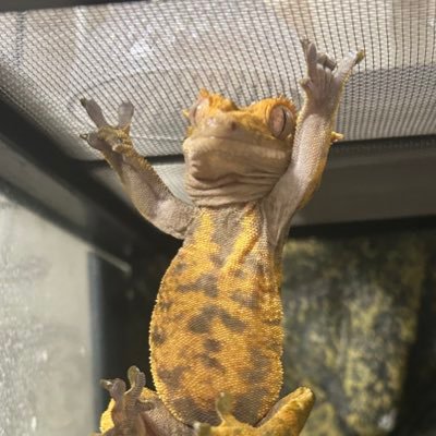 rupa_Yeah's profile picture. インラインスケートとモンハン大好き(狩猟笛🎷lover)★ポンコツゲーマー🥺フレンドリーなのですが初めの一歩が超苦手💦 🥺 ‘24/12月爬虫類飼育者の仲間入り🦎#クレステッドゲッコー🩷🦎MHW.I→ #諸刃の剣 #鼓笛ノ交響楽団 #こてなな ｡MHワイルズ&MH RISE → #心・諸刃の剣 所属