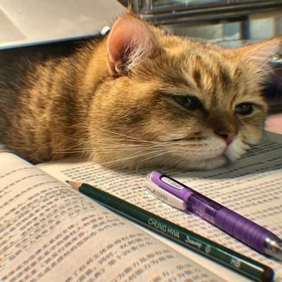 shahdmo87248804's profile picture. Maybe in another life.