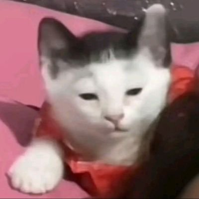 crypto_2704's profile picture. 🧢