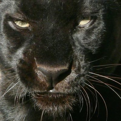 rkive_id's profile picture. corporifico uma fusão plena com o mundo, uma compreensão simpática da terra, uma perda do meu eu no âmago do cosmos