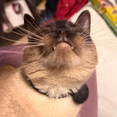 neniiisss's profile picture. 