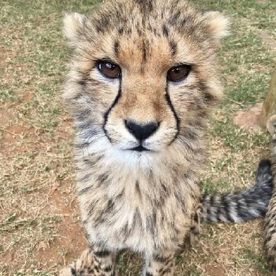 adultizacao's profile picture. 