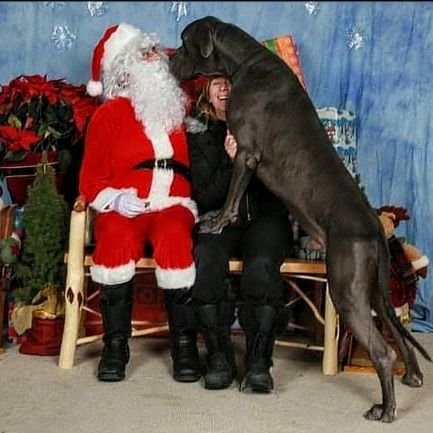 Quicksi88760656's profile picture. Great sense of humour & positive attitude to life. Love playing guitar, talking gear et.
Show and breed world class Great Danes for myself only, not commercial.