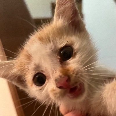 guTBpaqxjP34024's profile picture. 20↑腐アカウント