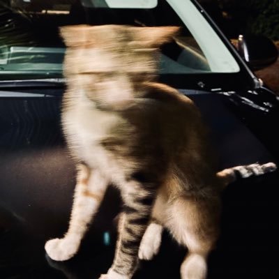 lasialap691's profile picture. Just a solo Trader