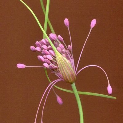 wooxyeon_'s profile picture. @yeonrok_shop