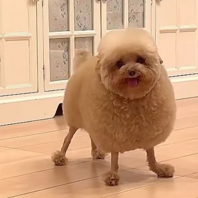 femchuuyaHATER's profile picture. priv account for @femchuuyalover | mostly just me venting 😔 there will probably be triggering topics on here!