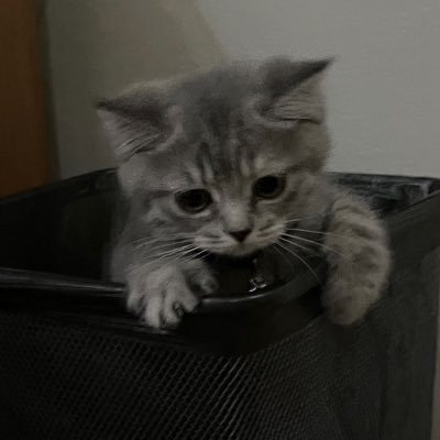 notmevu's profile picture. sometimes early.