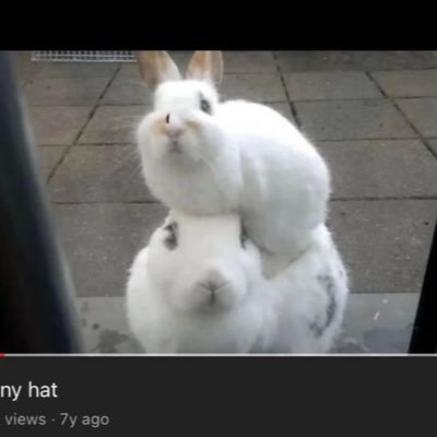 somebunnyditsy's profile picture. 