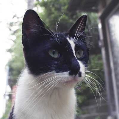 koi2bit's profile picture. よく来たな。フォローしていっても構わないぞ。夕景写真ばっかり撮ってる自由業。IT業界で2048番目に強いパープル寝技師。