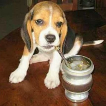 PerroVerde475's profile picture. 