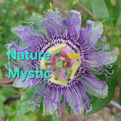 MsNatureMystic's profile picture. Nature saved my spirit 🪷
multifaceted 🪩 mutant
Love wins 🦋 blue collar not red hat bougie🌹Married  🐈‍⬛🐈