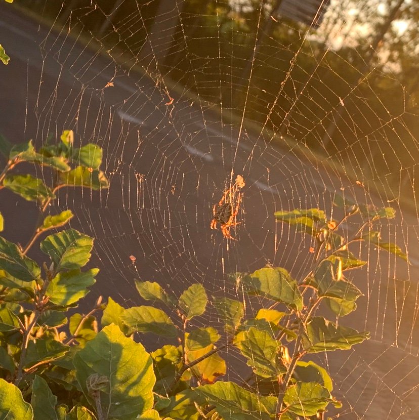 MiraMira5head's profile picture. 