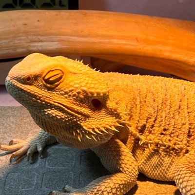 cryptowillcry's profile picture. Early-stage Crypto Researcher Breaking down new projects, narratives & tokenomics Follow for high-signal alpha | CN/EN #bitcoin #web3 #blockchain