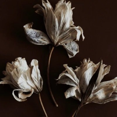 lilyofashwood's profile picture. not everything is what it appears to be