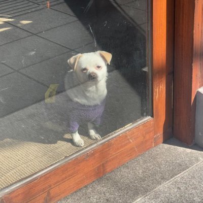 SweetMochi_Neko's profile picture. ヨーロッパを旅して世界への思索が深まりました。次の旅では、ぜひ日本を訪れ、四季の美しさや人々の景色、そして深い文化的な魅力を感じたいと思っています。