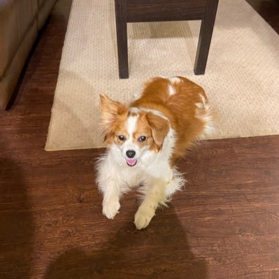 reciorocky01's profile picture. Die-hard Cowboys & Spur's fan till Death!! Win r lose I am there!! Don't talk shit to me about anything regarding my Boyz r Spurs!! WILL NEVER FORGET BIG POPA!!