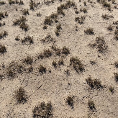 josh38900's profile picture. #based 🐺