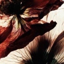 anarchlight's profile picture. ˖᯽ ݁˖· ─ shedtwt 𖦹 15y ─ ·˖ ݁᯽˖