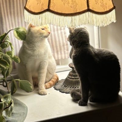 sullyandgump's profile picture. 