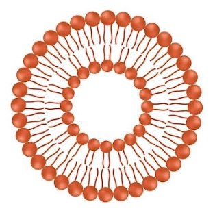 BirddieBirddie's profile picture. Your local cell membrane
strawpage coming soon maybe