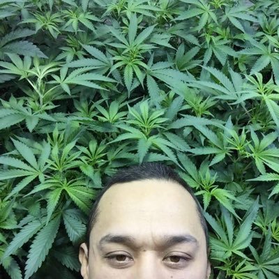 0xholla's profile picture. Former Co-Host of "The Weed Smokers Club Potcast" 🍃 🍃 LIVE FROM THE ASHTRAY🗣️💨. rejump coming soon 👀