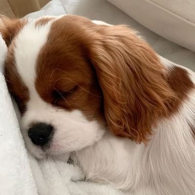 cuastri's profile picture. mr. worldwide, @quackity.