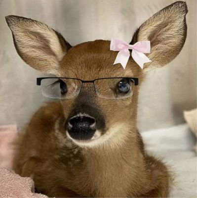 llymocha's profile picture. I see it, I like it, I want it, I got it