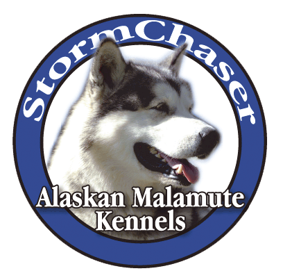 StormChaserMals's profile picture. Welcome to StormChaser Alaskan Malamute on the road results page!