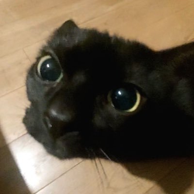 Jamsilcatisreal's profile picture. 거거익선(머리가 클수록 야구를 잘한다는 뜻)